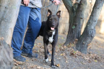 Frodo - sucht ein ländliches Zuhause mit gesichertem Garten