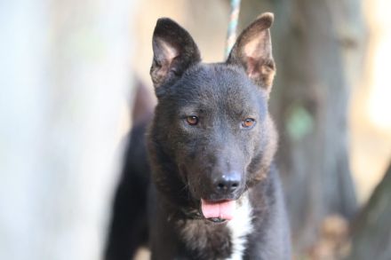 Frodo - sucht ein ländliches Zuhause mit gesichertem Garten