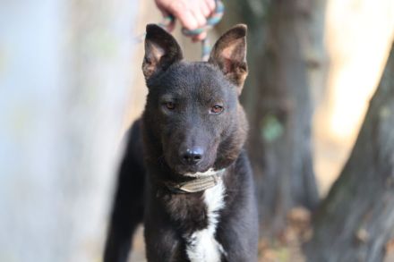 Frodo - sucht ein ländliches Zuhause mit gesichertem Garten