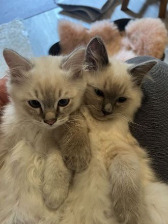 Wunderschöne Heilige Birma Kitten Kätzchen