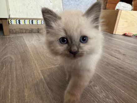 Wunderschöne Heilige Birma Kitten Kätzchen