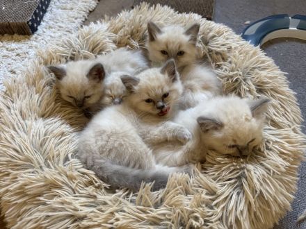 Wunderschöne Heilige Birma Kitten Kätzchen