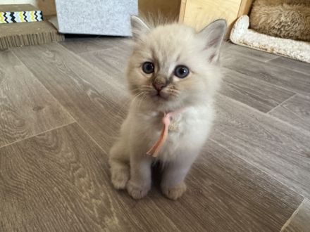 Wunderschöne Heilige Birma Kitten Kätzchen