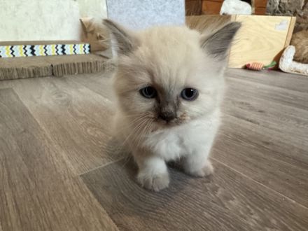 Wunderschöne Heilige Birma Kitten Kätzchen