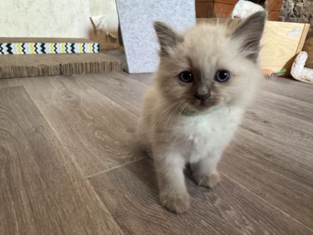 Wunderschöne Heilige Birma Kitten Kätzchen