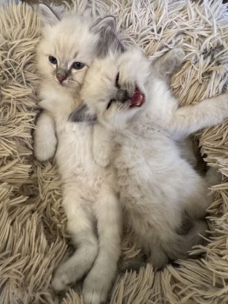 Wunderschöne Heilige Birma Kitten Kätzchen