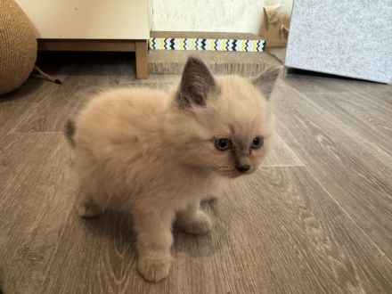 Wunderschöne Heilige Birma Kitten Kätzchen