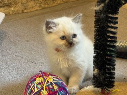 Wunderschöne Heilige Birma Kitten Kätzchen