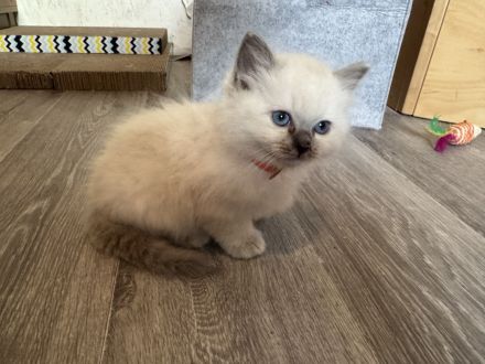 Wunderschöne Heilige Birma Kitten Kätzchen