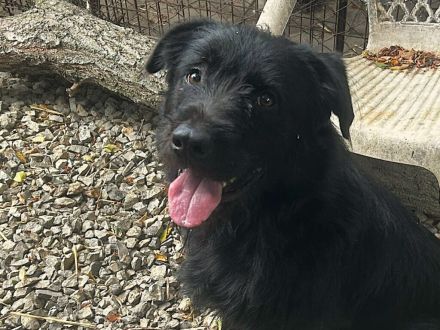 Nemo - braucht hundeerfahrene Menschen die auch Grenzen setzen können