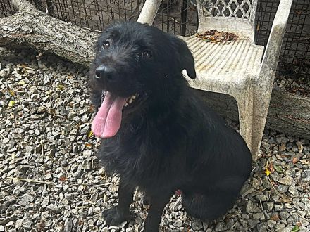 Nemo - braucht hundeerfahrene Menschen die auch Grenzen setzen können