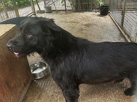 Nemo - braucht hundeerfahrene Menschen die auch Grenzen setzen können