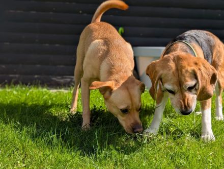 Paula - ist eine liebe Seniorin mit Charakter - ist auf Pflegestelle in Solingen / NRW