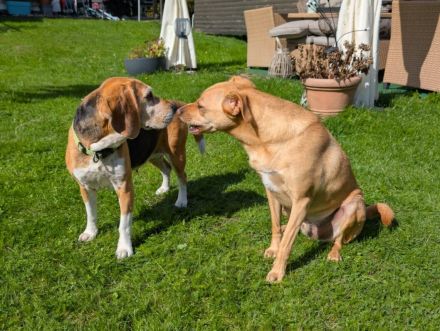 Paula - ist eine liebe Seniorin mit Charakter - ist auf Pflegestelle in Solingen / NRW