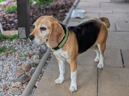 Paula - ist eine liebe Seniorin mit Charakter - ist auf Pflegestelle in Solingen / NRW
