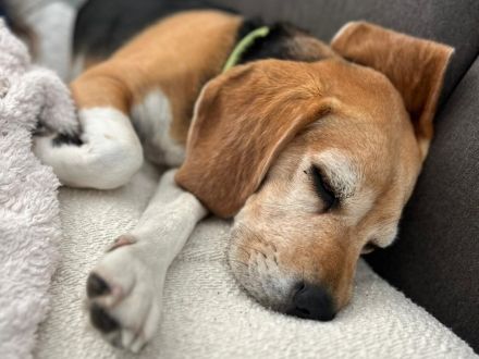 Paula - ist eine liebe Seniorin mit Charakter - ist auf Pflegestelle in Solingen / NRW