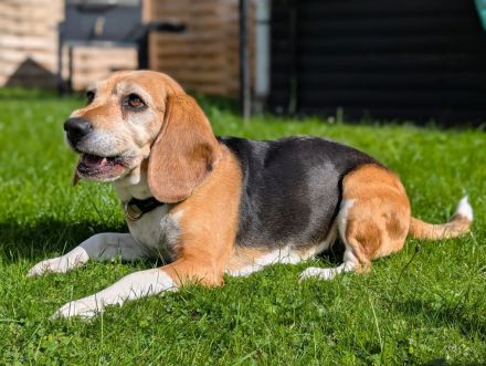 Paula - ist eine liebe Seniorin mit Charakter - ist auf Pflegestelle in Solingen / NRW