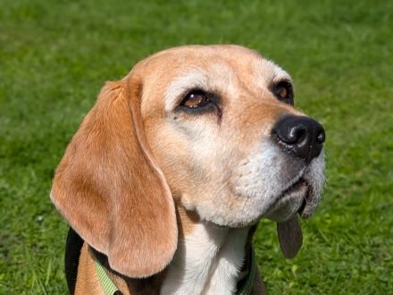 Paula - ist eine liebe Seniorin mit Charakter - ist auf Pflegestelle in Solingen / NRW