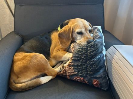 Paula - ist eine liebe Seniorin mit Charakter - ist auf Pflegestelle in Solingen / NRW