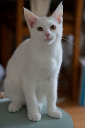 Hübsches weisses Kätzchen abzugeben