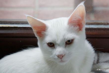 Hübsches weisses Kätzchen abzugeben