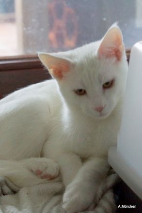 Hübsches weisses Kätzchen abzugeben