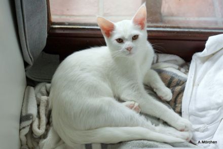 Hübsches weisses Kätzchen abzugeben