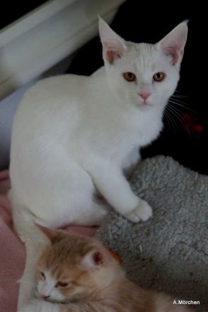 Hübsches weisses Kätzchen abzugeben