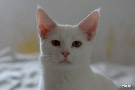 Hübsches weisses Kätzchen abzugeben