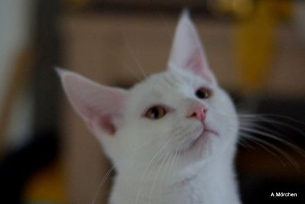 Hübsches weisses Kätzchen abzugeben