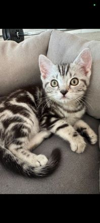 Babykatze Kitten