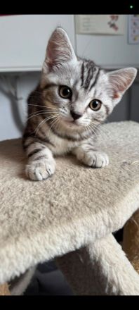 Babykatze Kitten