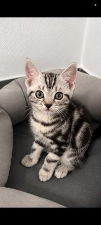 Babykatze Kitten