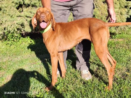 Magyar Vizsla Hündin mit FCI Papieren sucht neuen Wirkungskreis