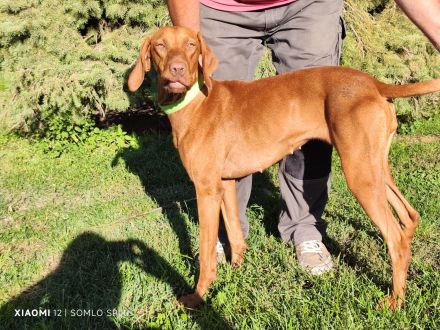 Magyar Vizsla Hündin mit FCI Papieren sucht neuen Wirkungskreis