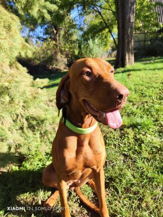 Magyar Vizsla Hündin mit FCI Papieren sucht neuen Wirkungskreis