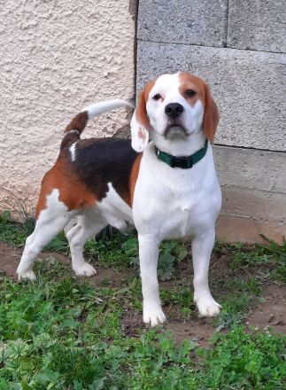 Deckrüde tricolor mit Zuchtzulassung und Ahnentafel (kein Verkauf)