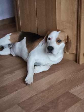 Deckrüde tricolor mit Zuchtzulassung und Ahnentafel (kein Verkauf)