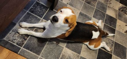 Deckrüde tricolor mit Zuchtzulassung und Ahnentafel (kein Verkauf)