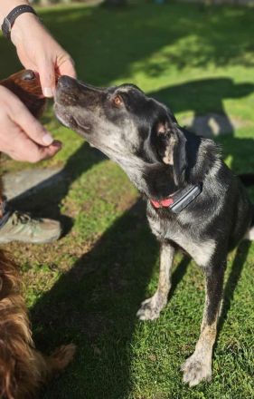 Sonia auf Pflegestelle in 86316 Friedberg sucht ihr Für-immer-Zuhause