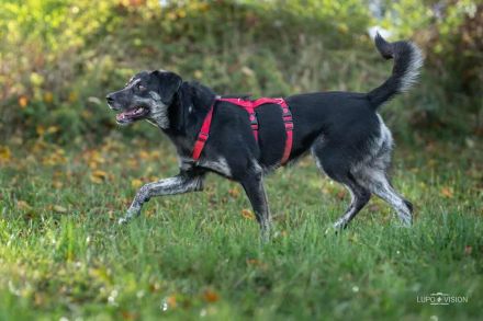 Sonia auf Pflegestelle in 86316 Friedberg sucht ihr Für-immer-Zuhause
