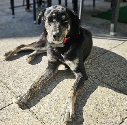 Sonia auf Pflegestelle in 86316 Friedberg sucht ihr Für-immer-Zuhause