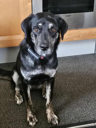 Sonia auf Pflegestelle in 86316 Friedberg sucht ihr Für-immer-Zuhause