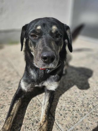 Sonia auf Pflegestelle in 86316 Friedberg sucht ihr Für-immer-Zuhause