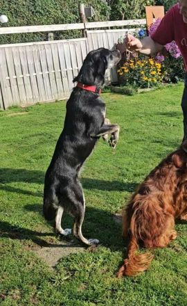 Sonia auf Pflegestelle in 86316 Friedberg sucht ihr Für-immer-Zuhause