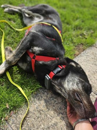 Sonia auf Pflegestelle in 86316 Friedberg sucht ihr Für-immer-Zuhause