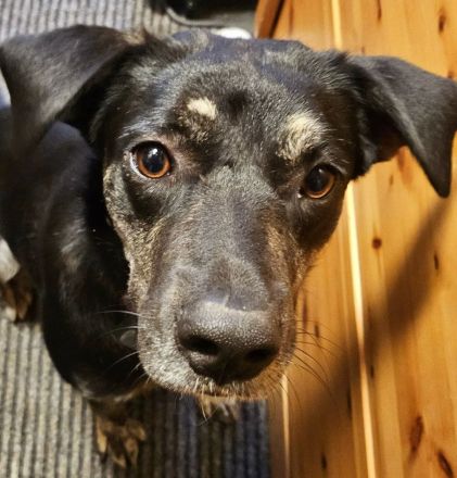 Sonia auf Pflegestelle in 86316 Friedberg sucht ihr Für-immer-Zuhause