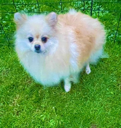 ✨ Zwergspitze (Pomeranian) – Rüde & Hündin in rot suchen ein neues Zuhause