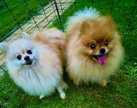 ✨ Zwergspitze (Pomeranian) – Rüde & Hündin in rot suchen ein neues Zuhause