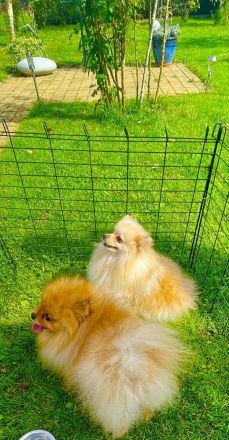 ✨ Zwergspitze (Pomeranian) – Rüde & Hündin in rot suchen ein neues Zuhause